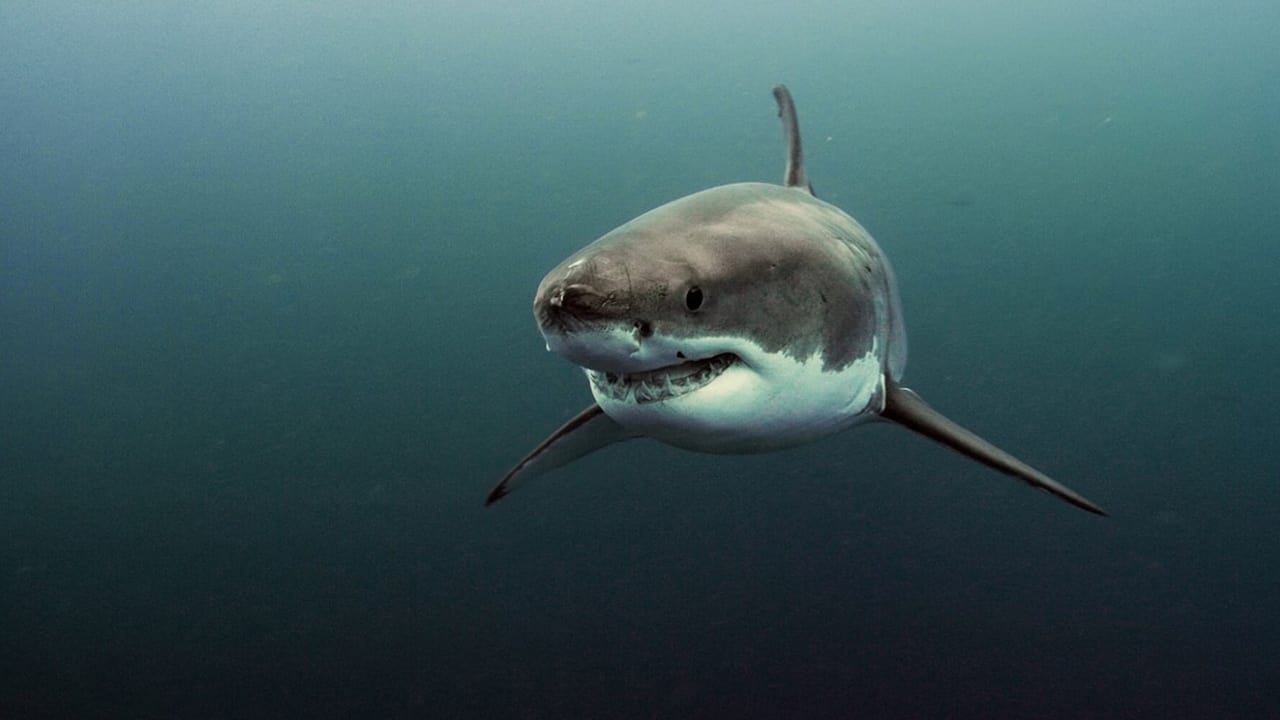 تفاعل الكائنات البرية